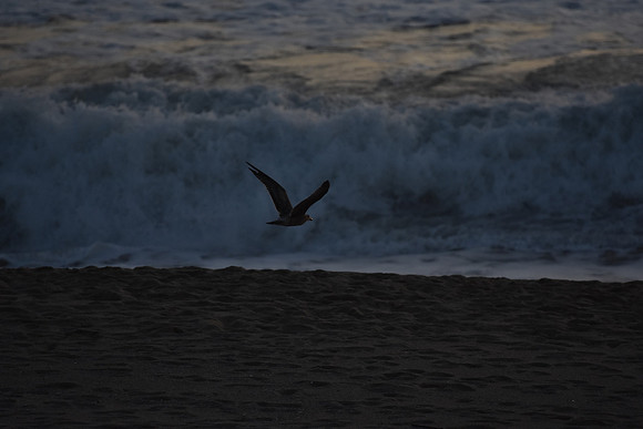 DSC_0043